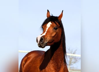 Arabian horses, Mare, 4 years, 14,2 hh, Brown