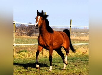 Arabian horses, Mare, 4 years, 14,2 hh, Brown