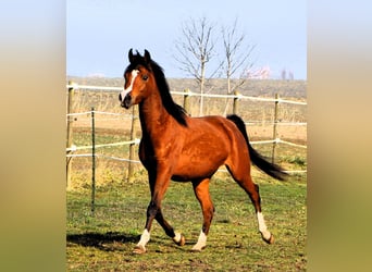 Arabian horses, Mare, 4 years, 14,2 hh, Brown