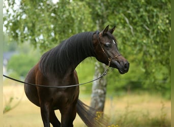 Arabian horses, Mare, 4 years, 14.2 hh, Brown