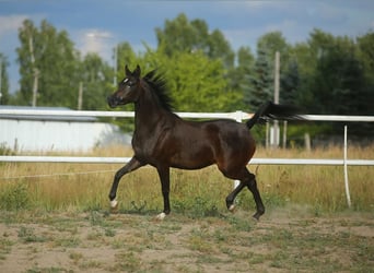 Arabian horses, Mare, 4 years, 14.2 hh, Brown