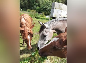 Arabian horses, Mare, 4 years, 14.2 hh, Can be white