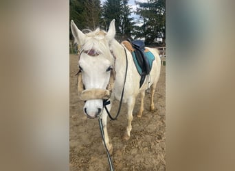 Arabian horses, Mare, 4 years, 14,2 hh, Gray