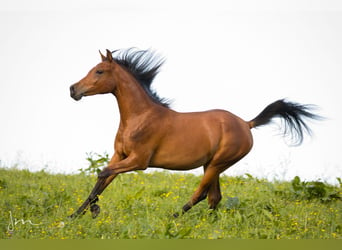 Arabian horses, Mare, 4 years, 14.3 hh, Brown