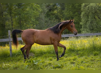 Arabian horses, Mare, 4 years, 14.3 hh, Brown
