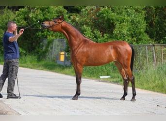 Arabian horses, Mare, 4 years, 14.3 hh, Brown