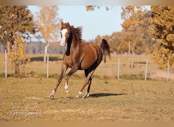 Arabian horses, Mare, 4 years, 14,3 hh, Chestnut