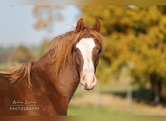 Arabian horses, Mare, 4 years, 14,3 hh, Chestnut