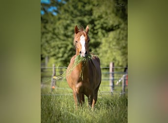 Arabian horses, Mare, 4 years, 14.3 hh, Chestnut-Red