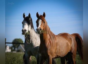 Arabian horses, Mare, 4 years, 14.3 hh, Chestnut-Red
