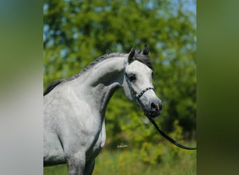 Arabian horses, Mare, 4 years, 14.3 hh, Gray