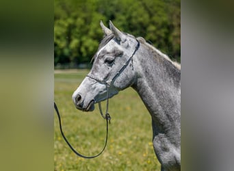 Arabian horses, Mare, 4 years, 14,1 hh, Grey