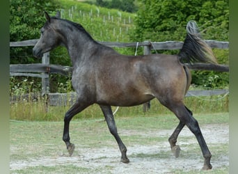 Arabian horses, Mare, 4 years, 14,2 hh