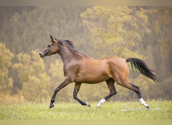 Arabian horses, Mare, 4 years, 14,2 hh, Brown