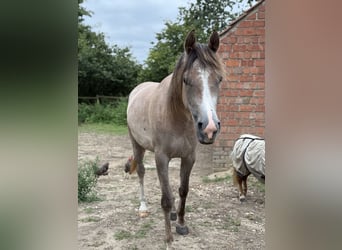 Arabian horses, Mare, 4 years, 14,2 hh, Can be white