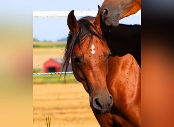 Arabian horses, Mare, 4 years, 14,3 hh, Brown