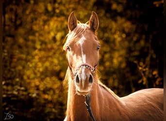 Arabian horses, Mare, 4 years, 14,3 hh, Chestnut