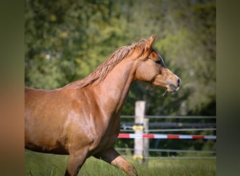 Arabian horses, Mare, 4 years, 14,3 hh