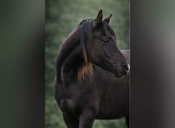 Arabian horses, Mare, 4 years, 15.1 hh, Black