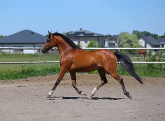 Arabian horses, Mare, 4 years, 15.1 hh, Brown