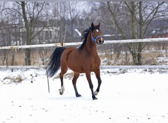 Arabian horses, Mare, 4 years, 15.1 hh, Brown