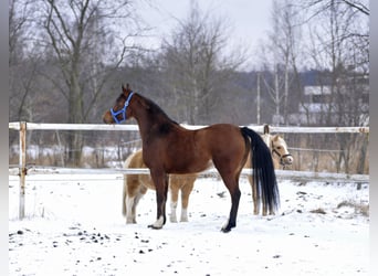 Arabian horses, Mare, 4 years, 15.1 hh, Brown