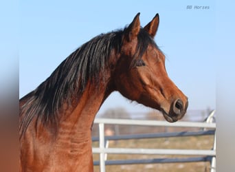 Arabian horses, Mare, 4 years, 15,1 hh, Brown