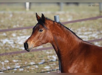 Arabian horses, Mare, 4 years, 15,1 hh, Brown