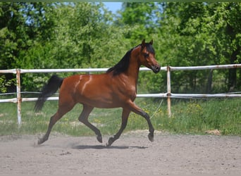 Arabian horses, Mare, 4 years, 15.1 hh, Brown