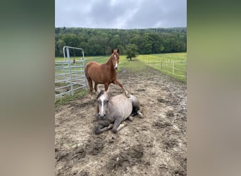 Arabian horses, Mare, 4 years, 15,1 hh, Chestnut-Red