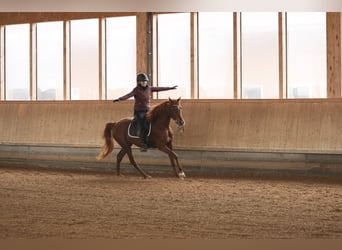 Arabian horses, Mare, 4 years, 15.1 hh, Chestnut-Red