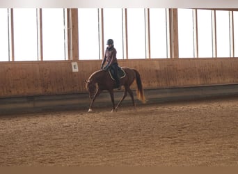 Arabian horses, Mare, 4 years, 15.1 hh, Chestnut-Red