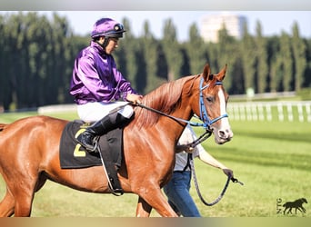 Arabian horses, Mare, 4 years, 15,1 hh, Chestnut-Red