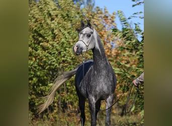 Arabian horses, Mare, 4 years, 15,1 hh, Gray