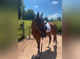 Arabian horses, Mare, 4 years, 15,2 hh, Brown