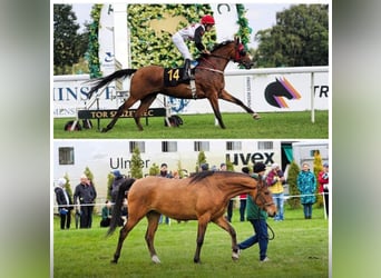 Arabian horses, Mare, 4 years, 15,2 hh, Brown