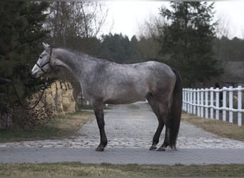 Arabian horses, Mare, 4 years, 15,2 hh, Gray-Dapple