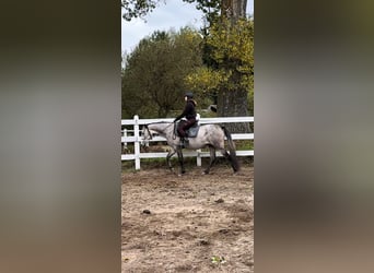 Arabian horses, Mare, 4 years, 15,2 hh, Gray-Dapple