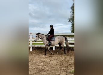 Arabian horses, Mare, 4 years, 15,2 hh, Gray