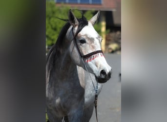 Arabian horses, Mare, 4 years, 15,2 hh, Gray