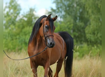 Arabian horses, Mare, 4 years, 15 hh, Brown