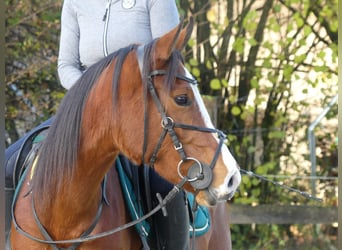 Arabian horses, Mare, 4 years, 15 hh, Brown