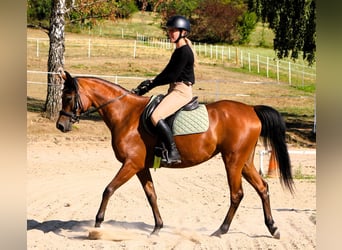 Arabian horses, Mare, 4 years, 15 hh, Brown