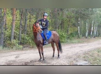 Arabian horses, Mare, 4 years, 15 hh, Brown