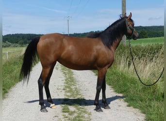Arabian horses, Mare, 4 years, 15 hh, Brown