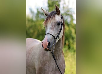 Arabian horses, Mare, 4 years, 15 hh, Gray