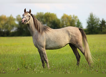 Arabian horses, Mare, 4 years, 15 hh, Gray