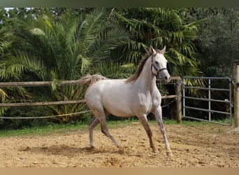 Arabian horses, Mare, 4 years, 15 hh, Gray