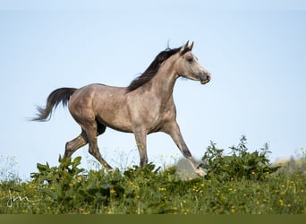 Arabian horses, Mare, 4 years, 15 hh, Gray