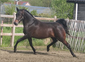 Arabian horses, Mare, 4 years, 15 hh, Smoky-Black